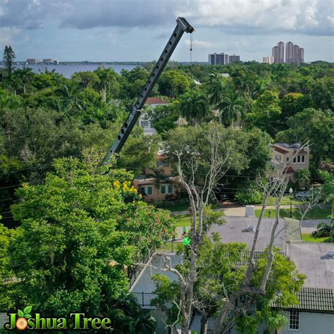 Local Tree Removal Service Cape Coral .